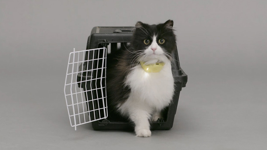 Temptations Made a Collar That Finally Gives Your Cat a Human Voice, So