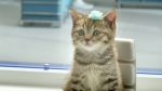 9 Awesome Cat Commercials That Drive the Internet Wild