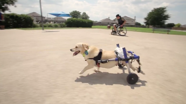 Chance, the Wheelchair-Bound Dog, Will Inspire You to Tears in This Kleenex Ad