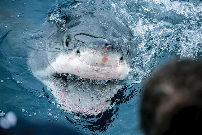 Why Shark Week Is Sinking Its Teeth Into July