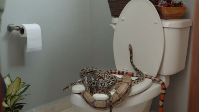 a snake on a toilet seat