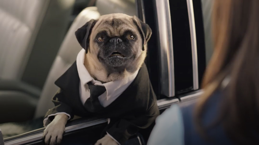 the pug from Men in Black