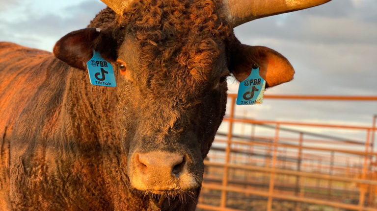 On TikTok, Bull Riding Finds a Younger, More Female Audience – Adweek