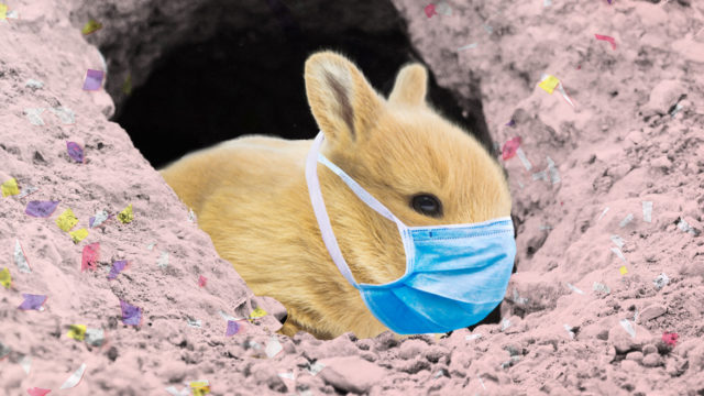 bunny with a protective face mask