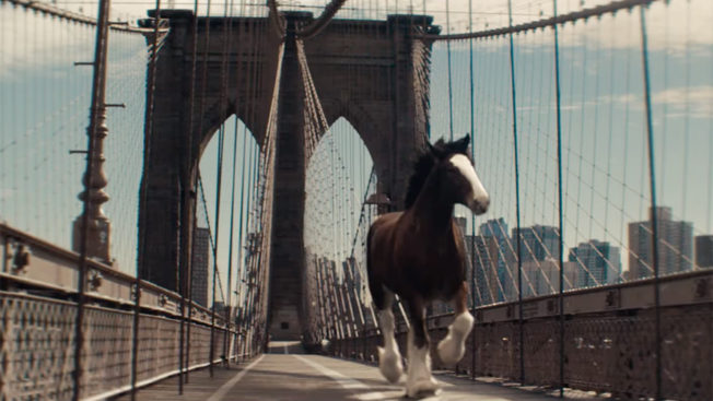 a clydesdale on the brooklyn bridge
