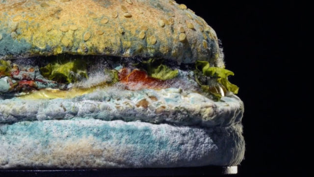 Photo of the Moldy Whopper