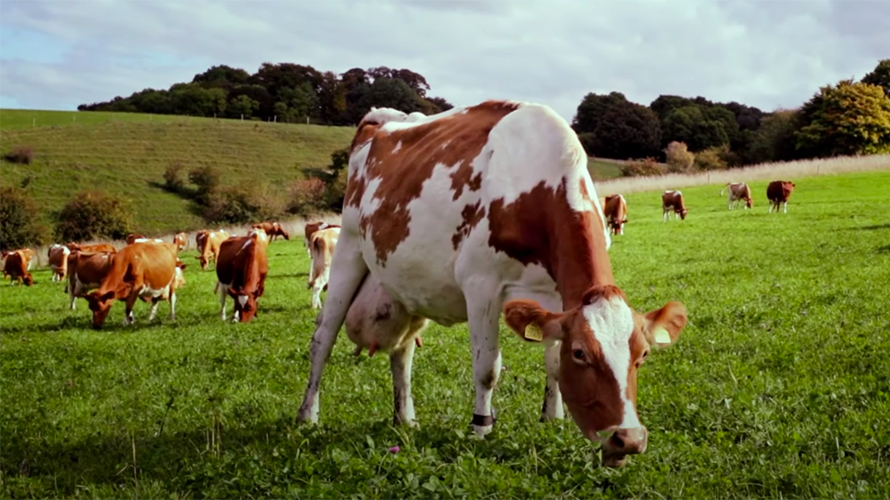 Burger King Says Changing How Cows Eat Can Cut Emissions 33 Adweek