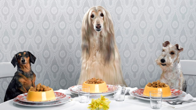 three dogs sitting at a table with meals