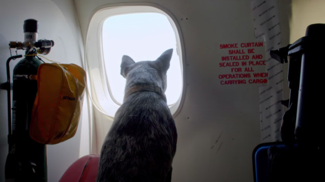 Still of a dog looking out an airplane window
