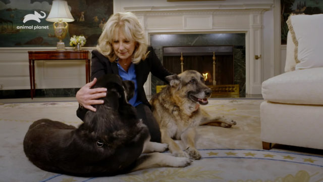 Jill Biden with dogs Champ and Major