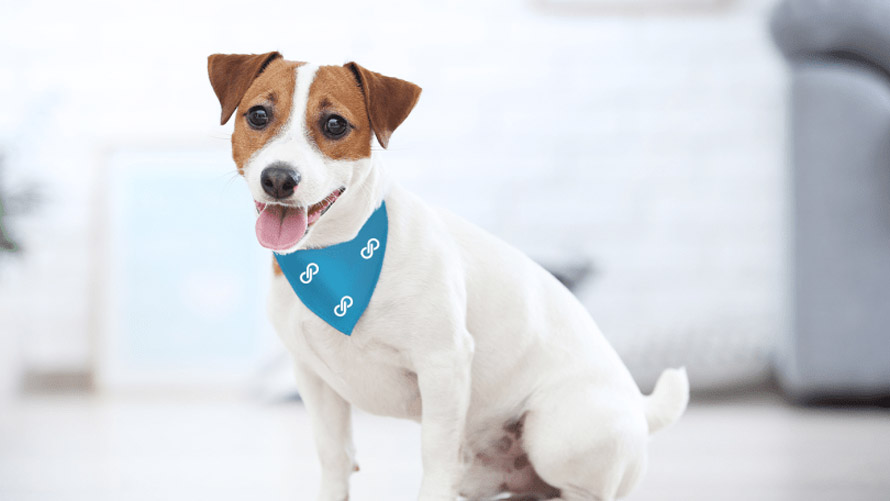 Photo of a dog with a teal Poshmark bandana