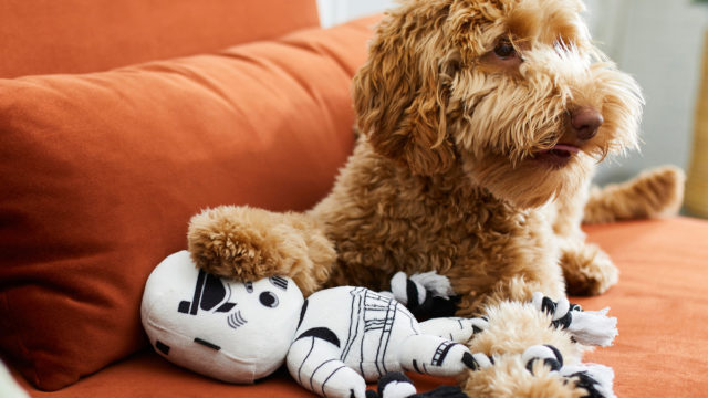 a dog sitting with a storm trooper dog toy