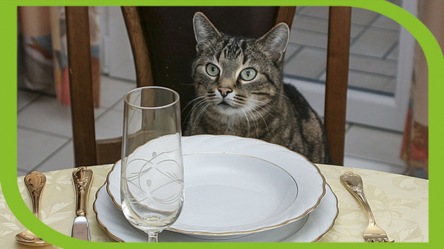 The cookbook “allows cat owners to take part in the dining experience with their cats.”