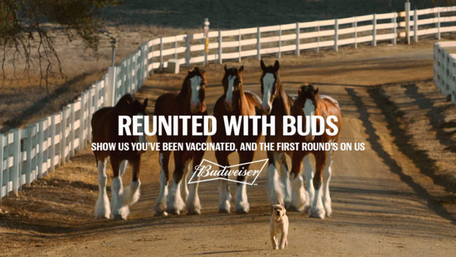Four horses and a puppy with the text, 'Reunited with buds' and 'Show us you've been vaccinated, and the first round's on us'