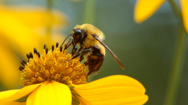 Pollinating animals like bees help 75% of the world's crops grow.