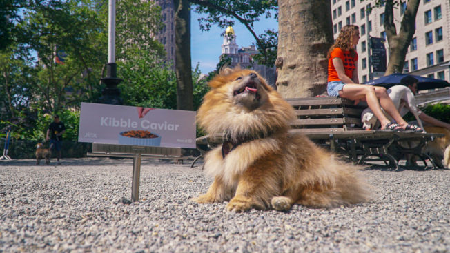 A small dog sits next to a tiny billboard for Jinx dog food in a park