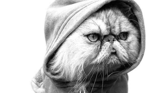A cat wearing a hoodie stares into the distance in an artistic black and white portrait photo