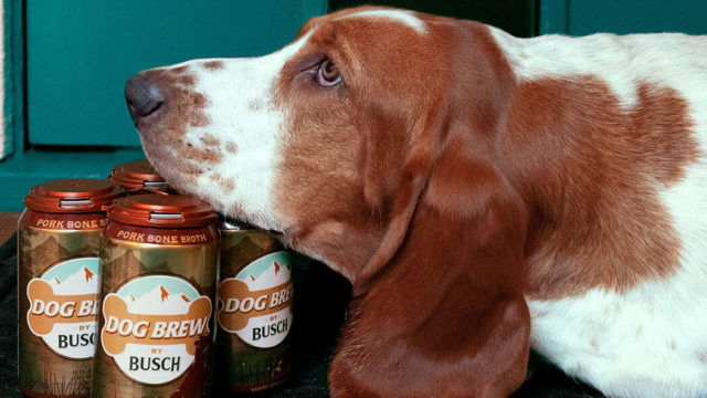 A dog resting on a pack of Dog Brew