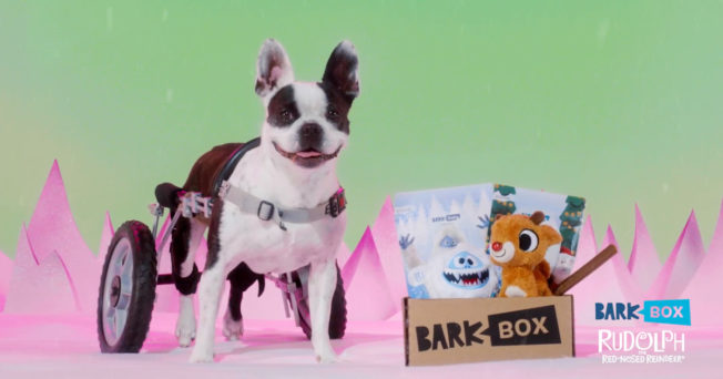 BarkBox Rudolph the Red-Nosed Reindeer spot