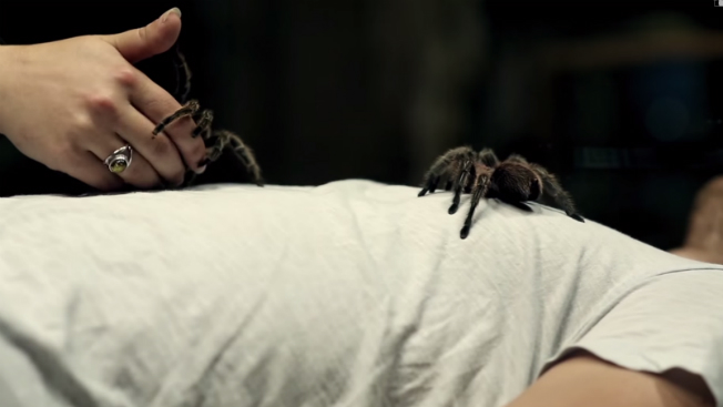 A woman places tarantulas on a man's chest.