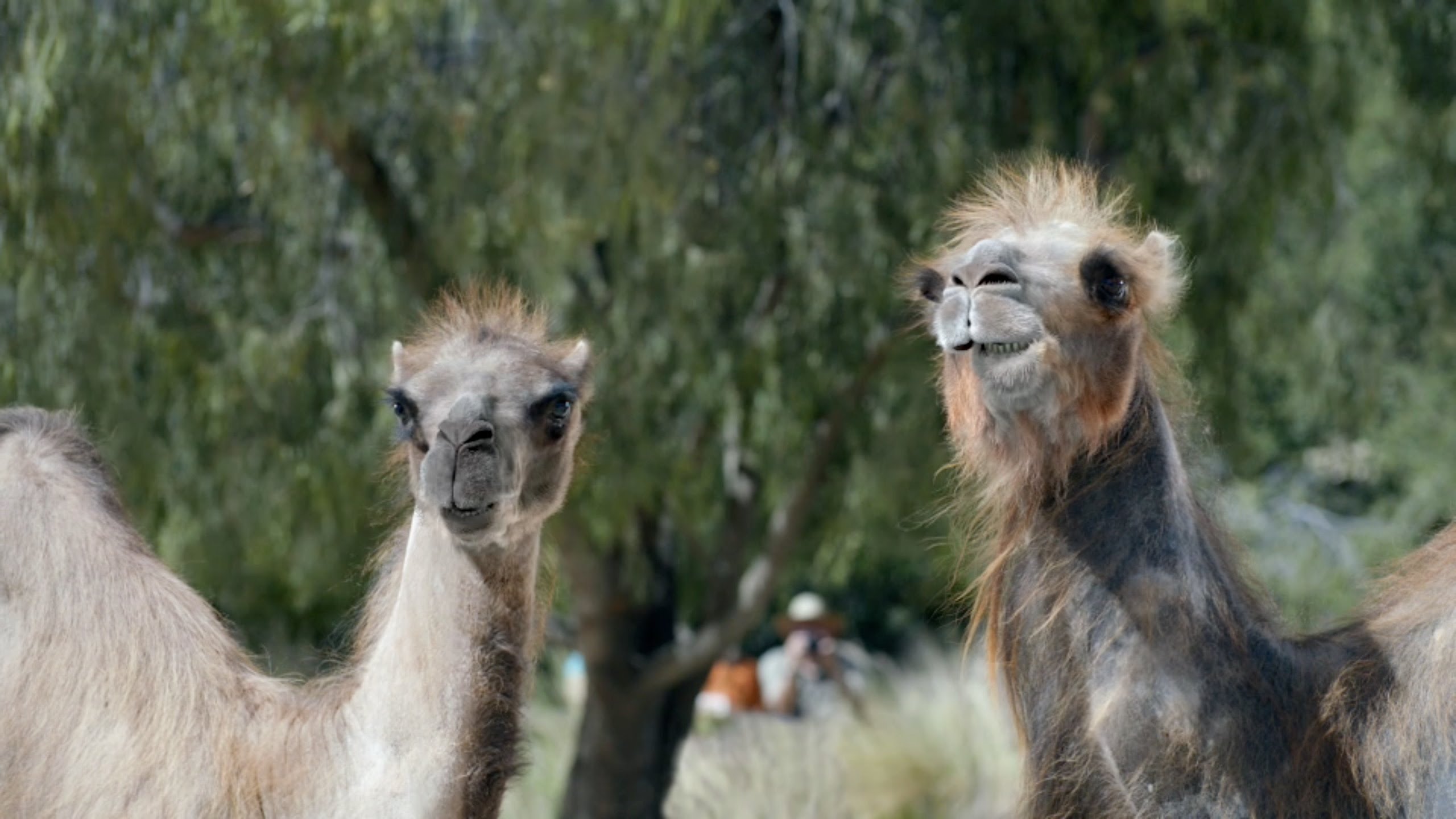 Ad of the Day: It's Hump Day All Over Again in Geico's New Commer...