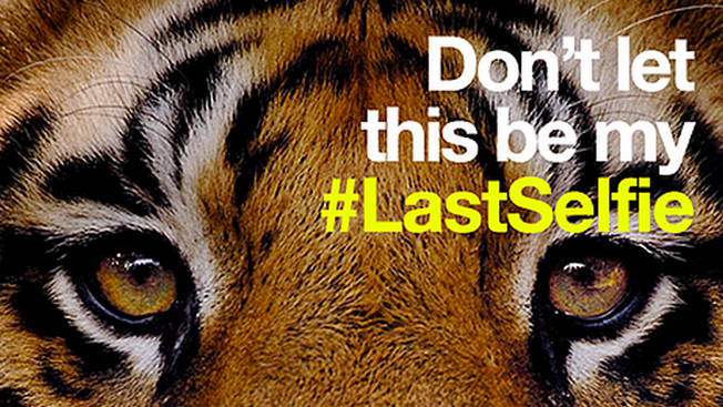 WWF Snaps #Lastselfie of Endangered Animals