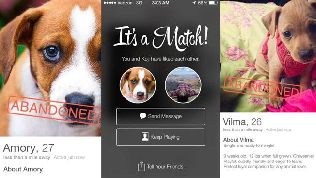Rescue Campaign Puts 10 Abandoned Dogs on Tinder, Gets 2,700 Matches in a  Week